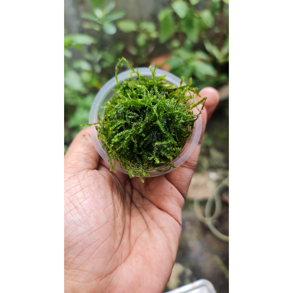 Moss Weeping Tropica Original / Weptrop / Lumut Weeping