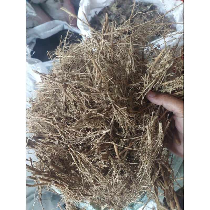Baymarkeet Akar Bambu Asli Bahan Pgpr Full Akar Bambu Bahan Pembuatan Jakaba Kemasan Karung 10Kg