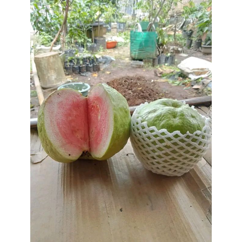 

jambu kristal merah SUPER 1kg Gread A red diamond