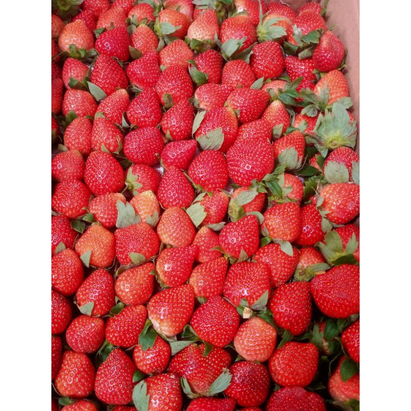 

Strawberry Lokal Sumbar