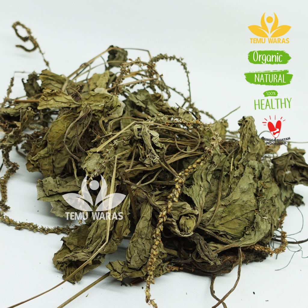 Daun Sendok Kering 100gr Sendokan Organik