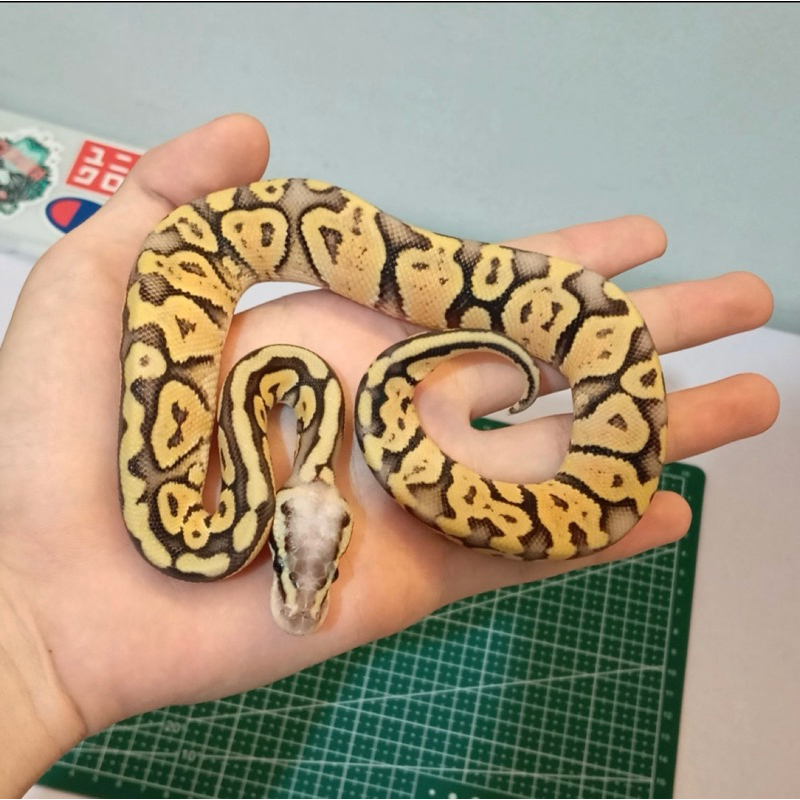 Kartu Ball Python Super Pastel