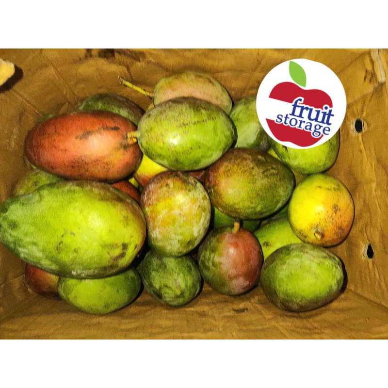 

Buah Mangga Erwin alpukat segar fresh lokal harum manis harumanis fruit mango kiloan jumbo