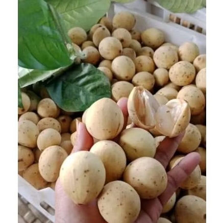

INSTAN - DUKU PALEMBANG 1KG ASLI