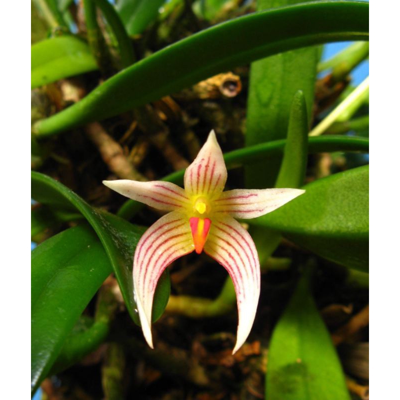 Tanaman Hias Anggrek Bulbophyllum affine/Anggrek Hutan #Tanaman Hutan Sumatera Langka #Bulbophyllum 