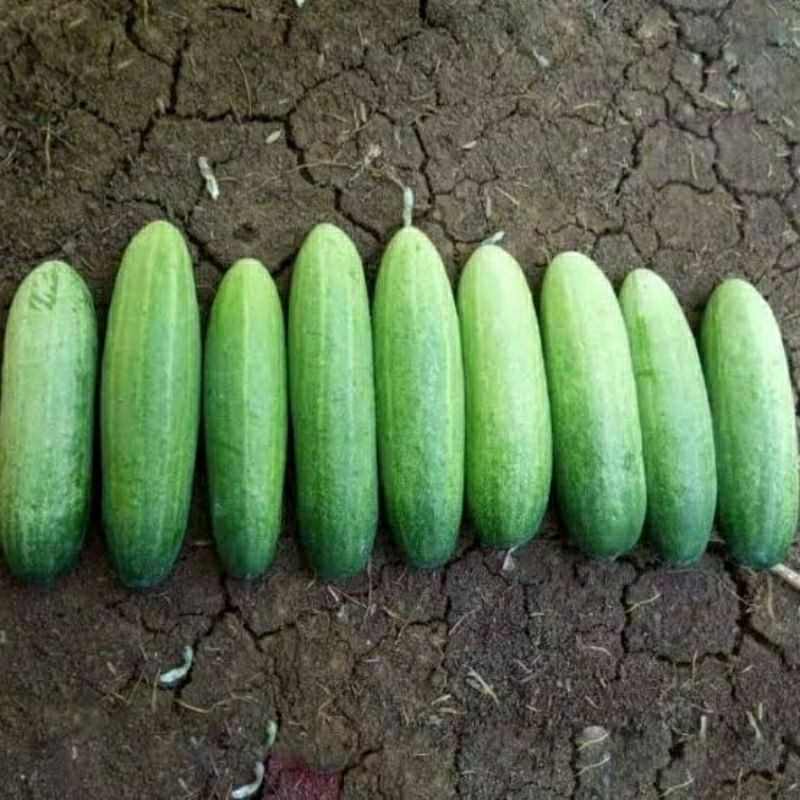

Timun Segar Timun Acar Lalapan Baru