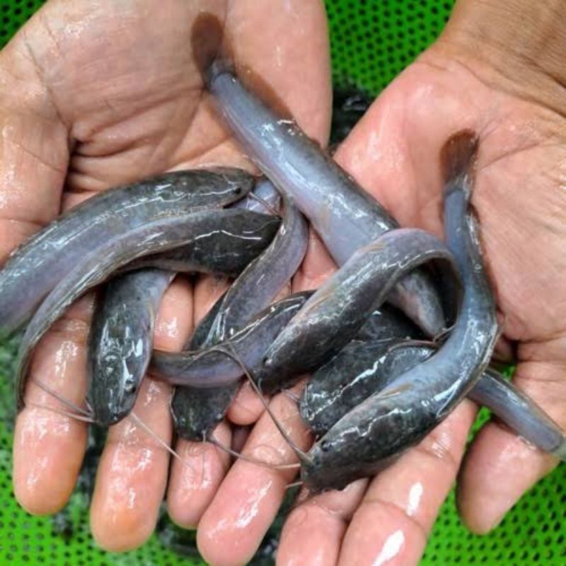 bibit lele 11 ekor Ukuran 9-11 CM bonus pakan