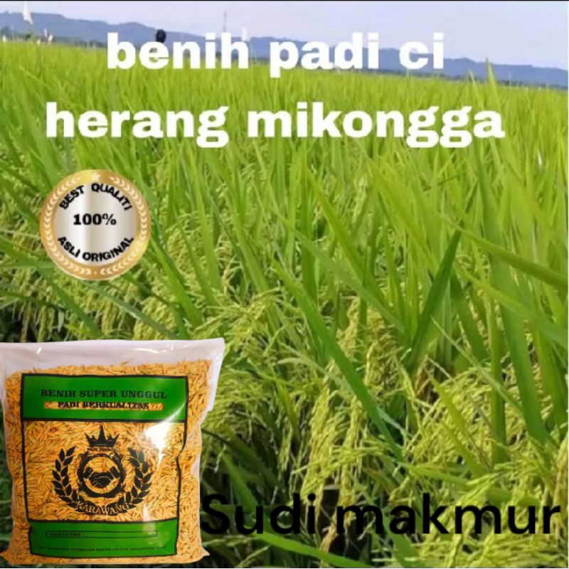 BENIH BIBIT PADI MEKONGGA SUPER 1KG