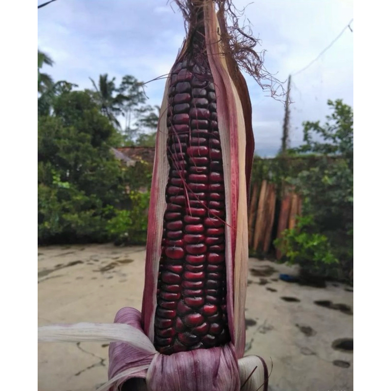 

Jagung Ketan Ungu 1 Kg