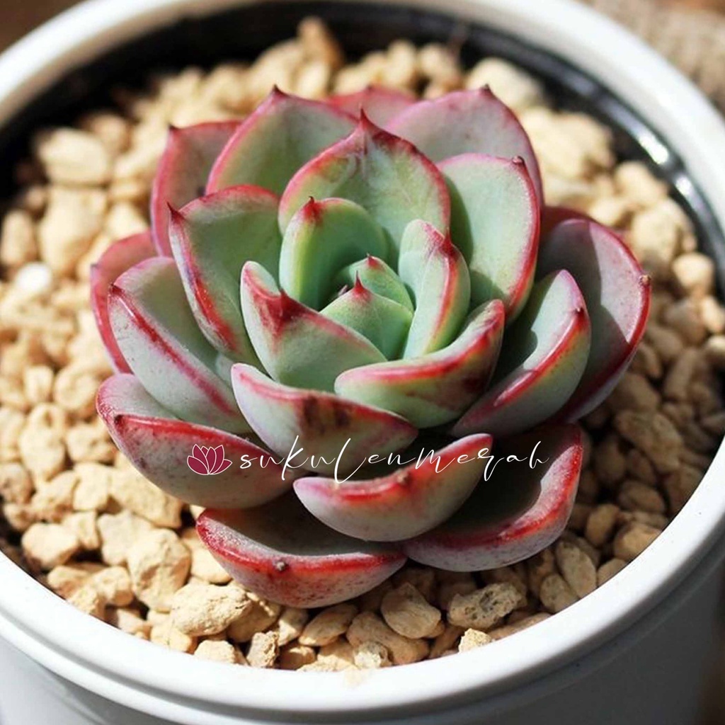 Tanaman Sukulen / Kaktus Mawar