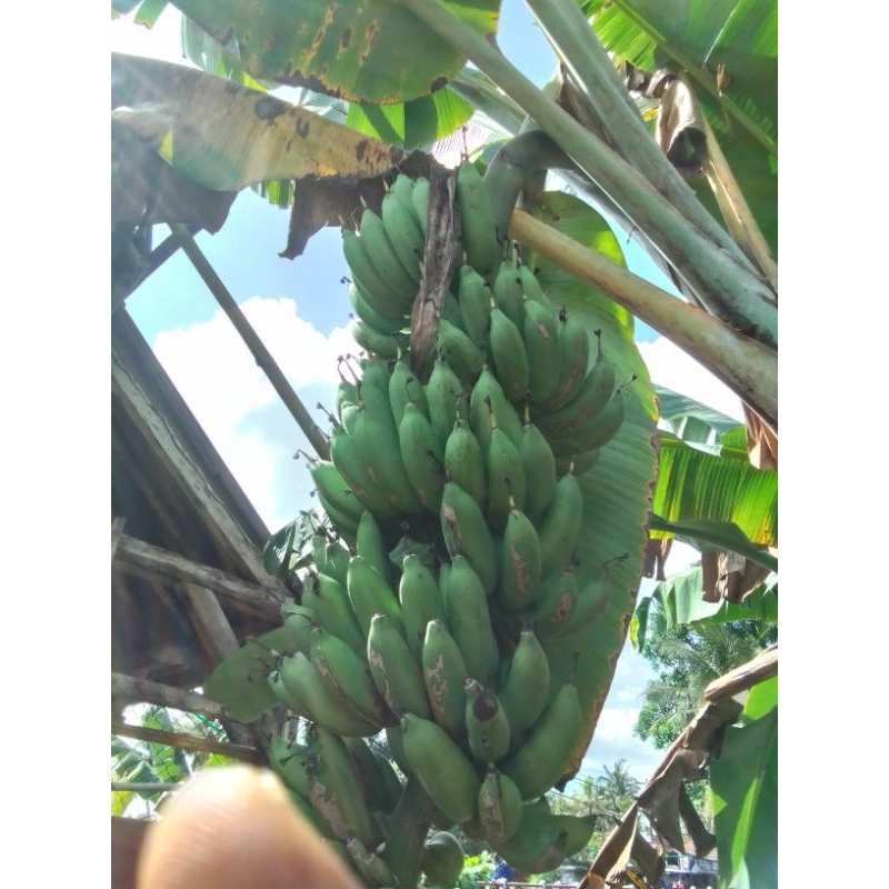 

pisang cau bangka wulung/1kg/Nur'falisha oll shopp