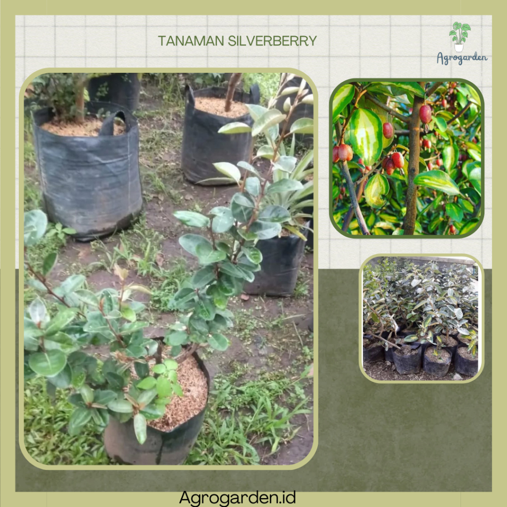 BUAH SILVER BERRY - Bibit Tanaman Buah Silverberry Cangkok - Bibit Tanaman Buah Silver Berry - Bibit