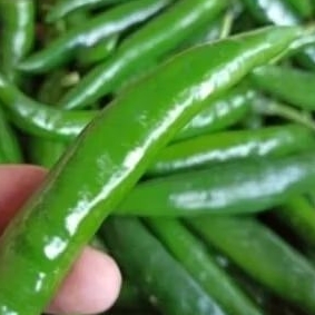 

cabe ijo besar fresh