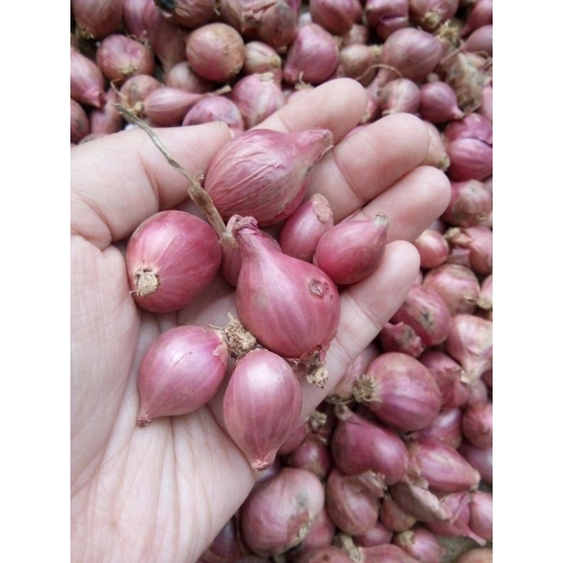 

Bawang Merah Asli Jawa 1 kg