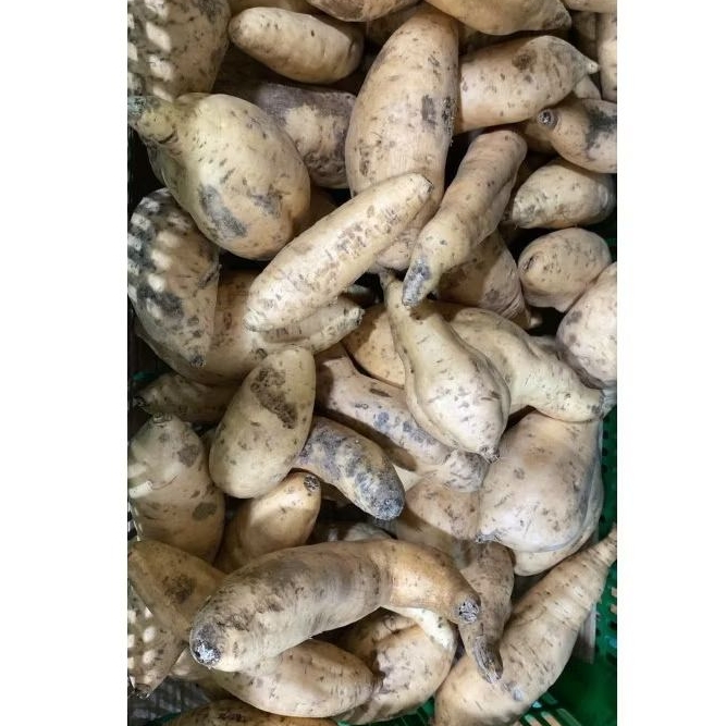 

Ubi Cilembu