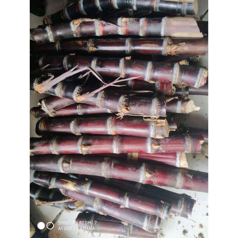 

Bibit pohon tebu hitam stek / tebu ireng 5 pcs tebu ireng panjang 30cm