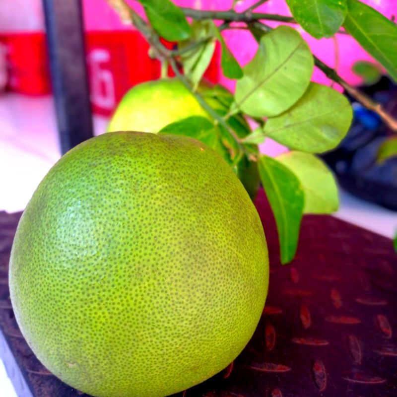 

Jeruk Pamelo Muria Premium