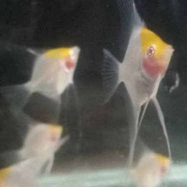 Paket Isi 10 Manfish Red Cap Albino 2.5 3 cm - AQUARIUM