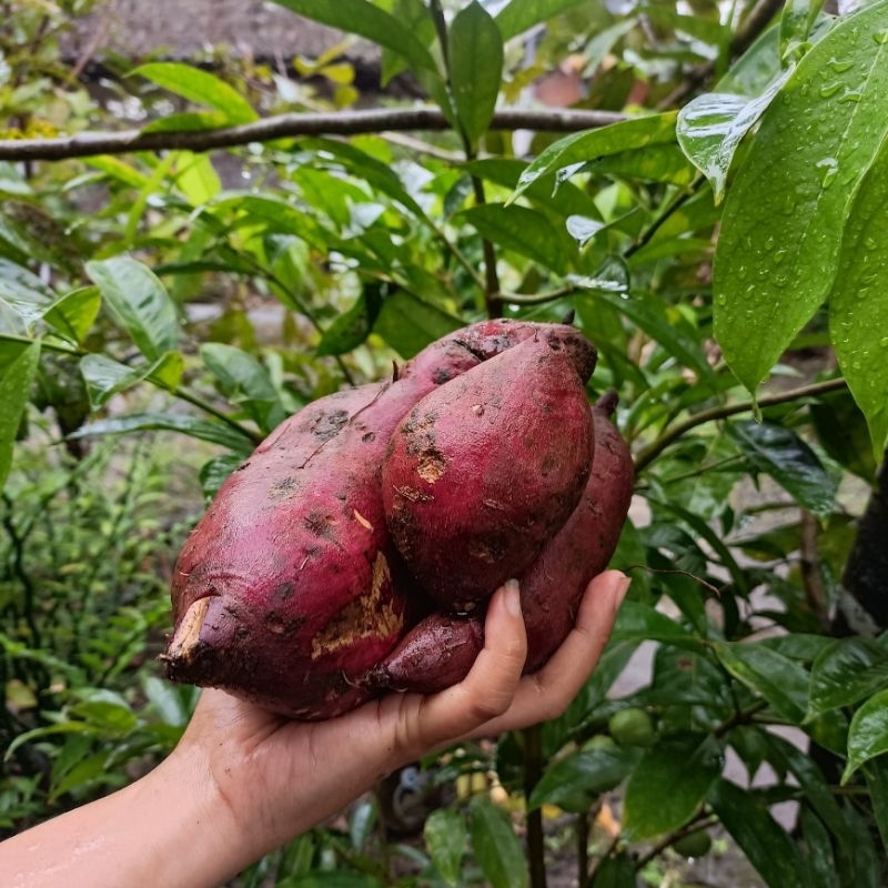 

Ubi Manis (telo karnomo)