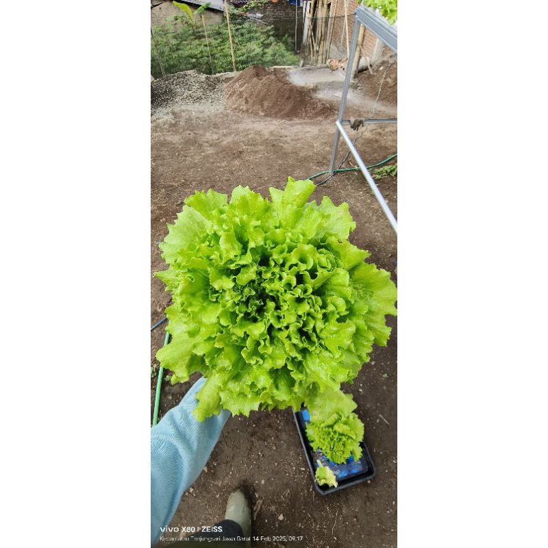 

selada segar hidroponik