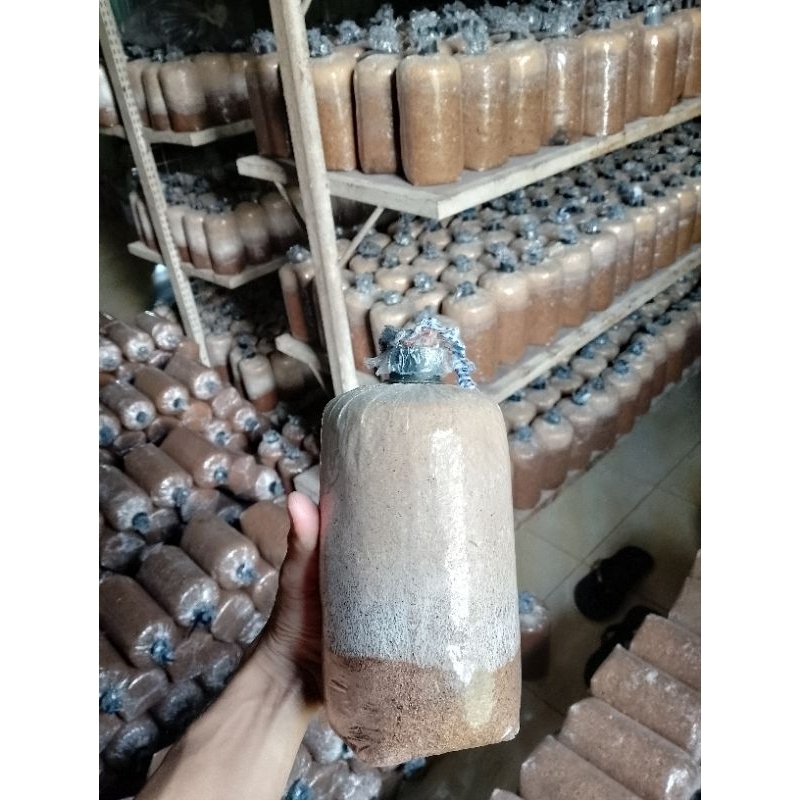 

baglog jamur tiram putih/coklat. siap panen
