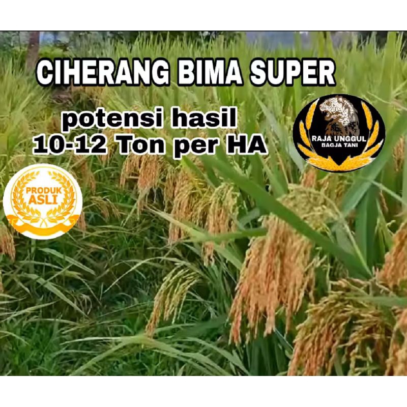 BENIH PADI CIHERANG BIMA KUALITAS SUPER UNGGUL KEMASAN 1KG
