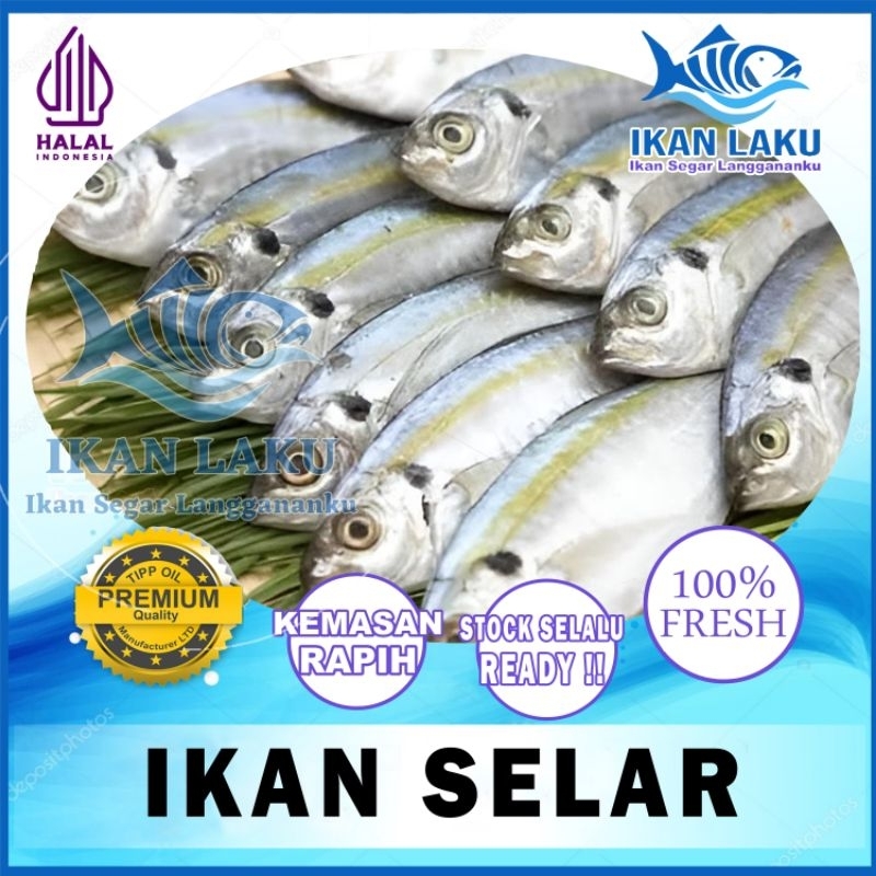 

IKAN SELAR PREMIUM FRESH TERMURAH BERGARANSI IKAN LAKU IKAN SEGAR IKAN BEKU