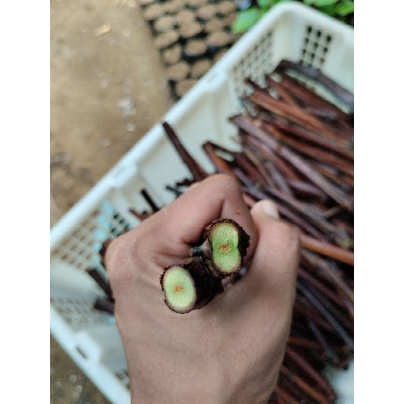 Cutting anggur Isabella