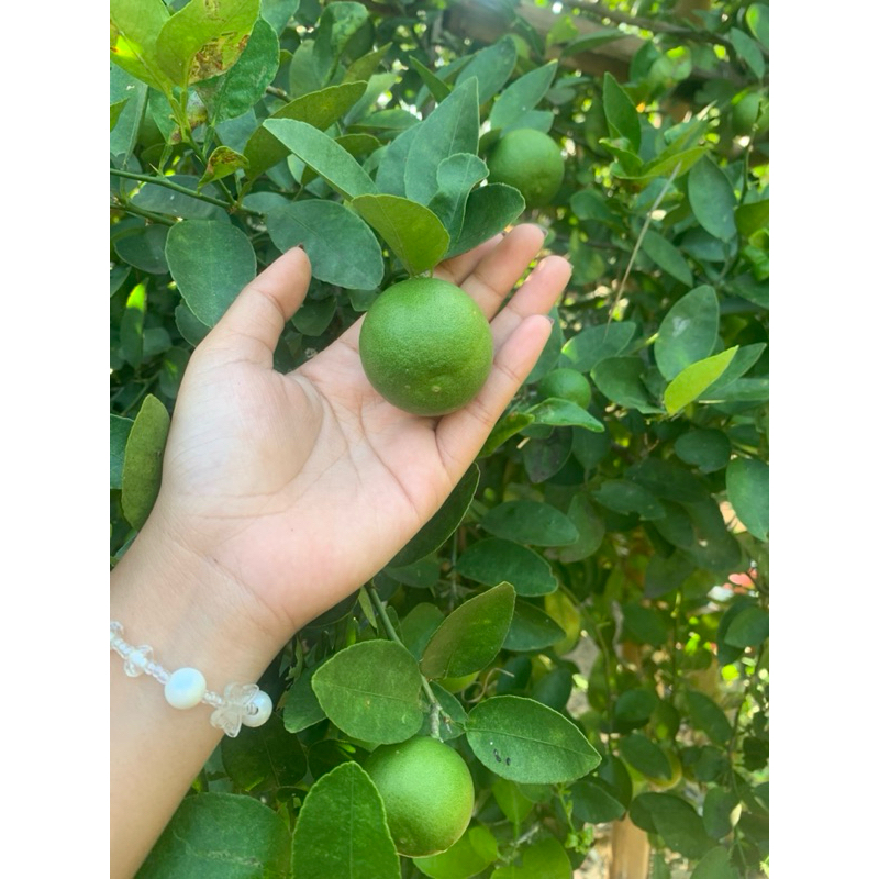 

jeruk nipis 1kg