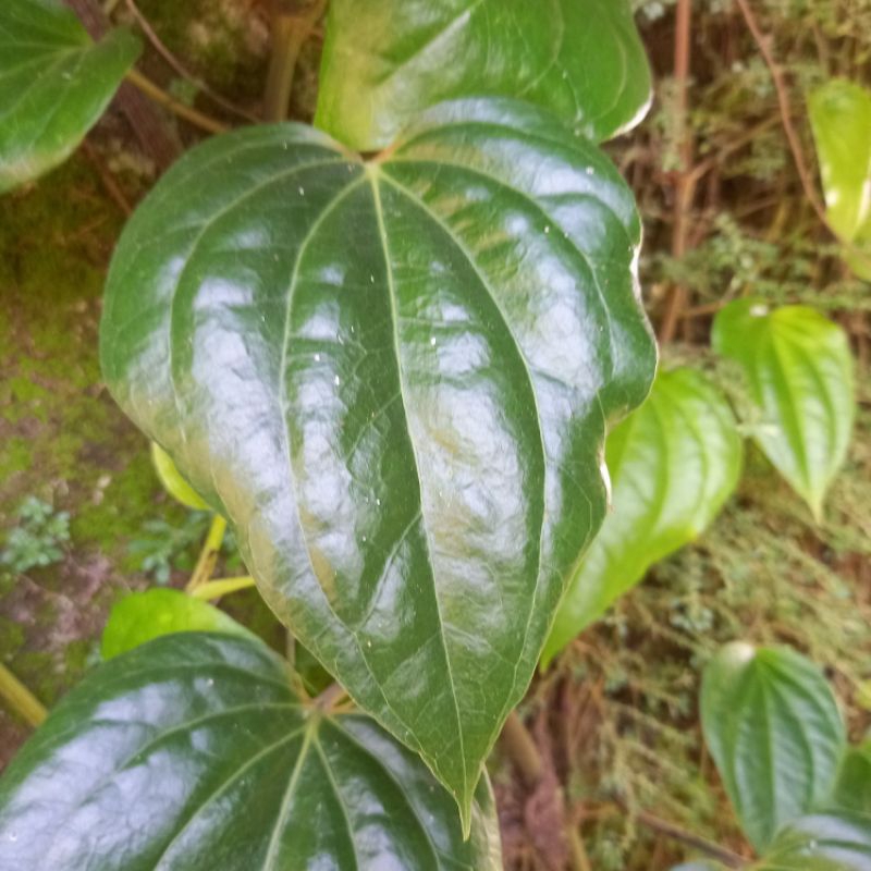 

Terbaik Daun Sirih segar Langsung di petik Dari kebun Alami