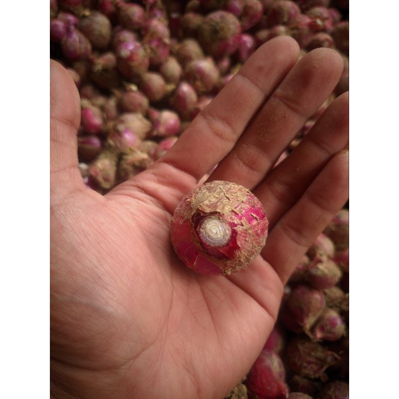 

bawang merah sayur/bumbu 1/2 kg