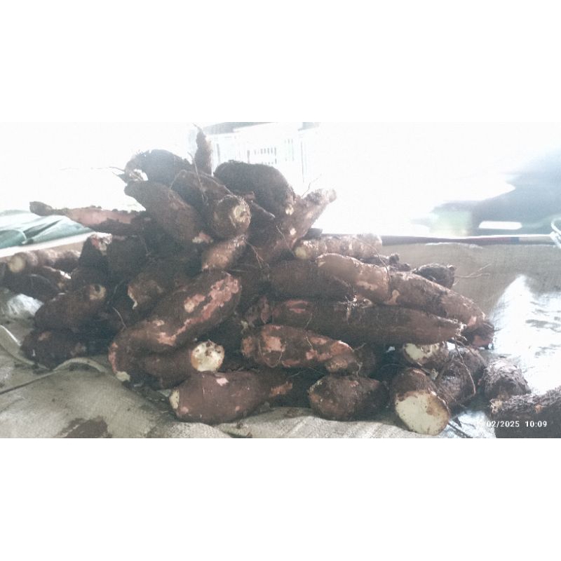 

SINGKONG empuk pulen perkilo