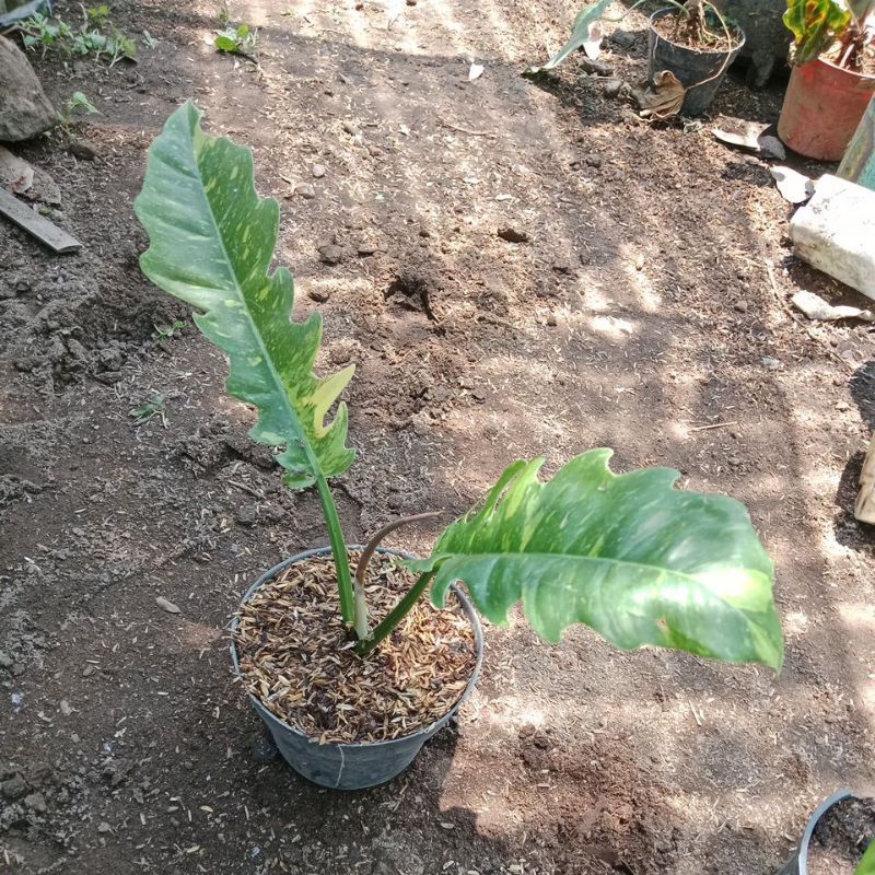 philodendron ring of fire