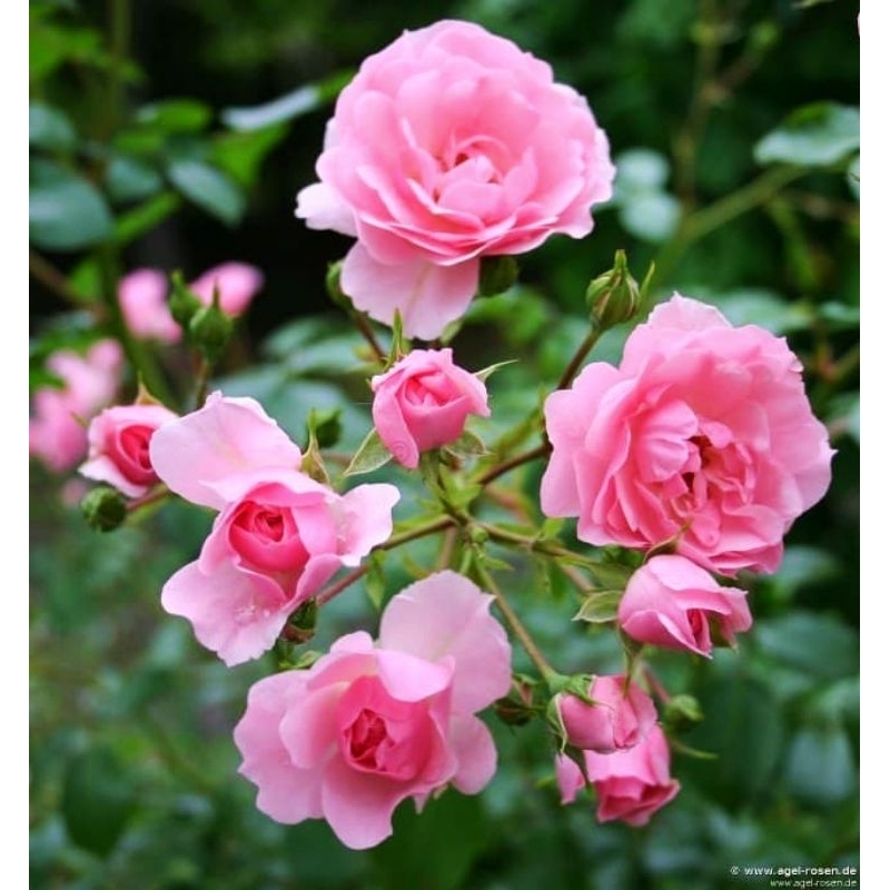 tanaman hias bunga mawar pink - tanaman hias bunga mawar - bibit bunga mawar