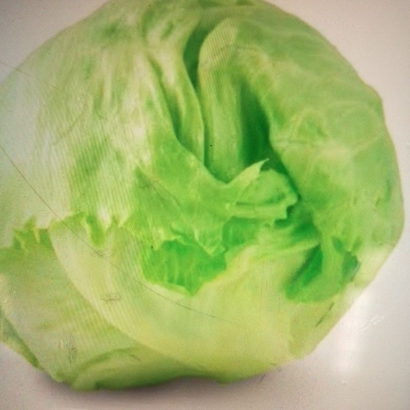 

HEAD LETTUCE 500gr