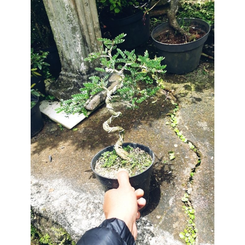 BONSAI ASAM SARAF / ASEM SARAF BATANG BERKARAKTER
