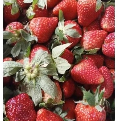 

stroberi strawberry stroberri 1 kg manis