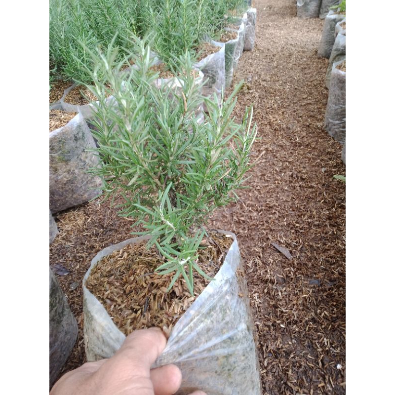 ROSEMARY TANAMAN PENGUSIR NYAMUK-TANAMAN WANGI PENGUSIR NYAMUK