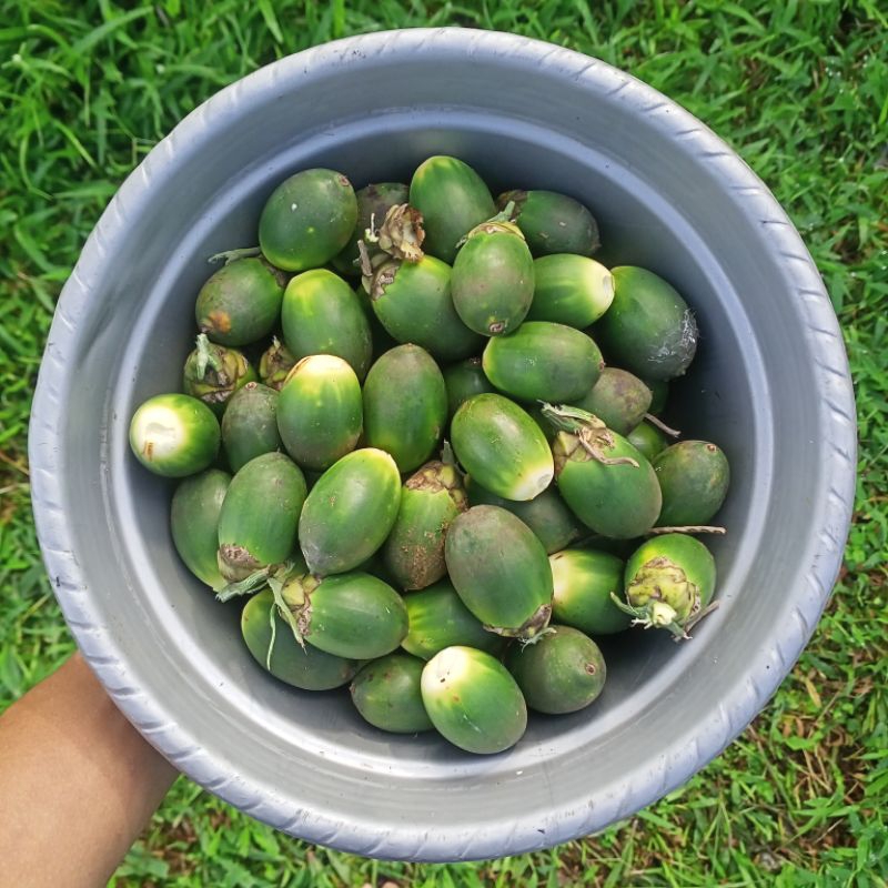 

Pinang muda asli 250 gram