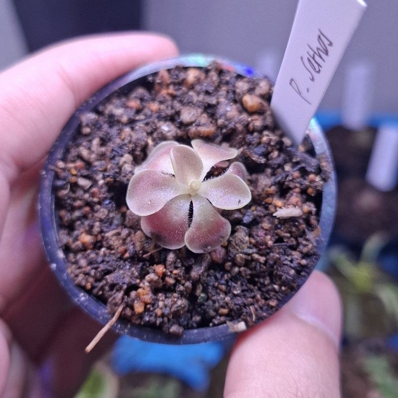 Pinguicula sethos pemakan serangga