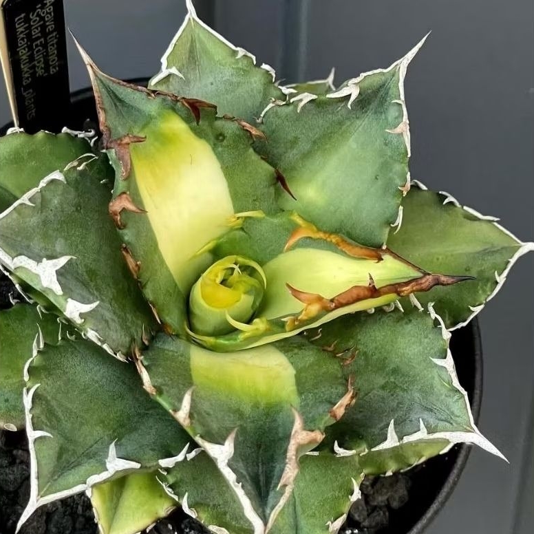Agave titanota Solar Eclipse size baby