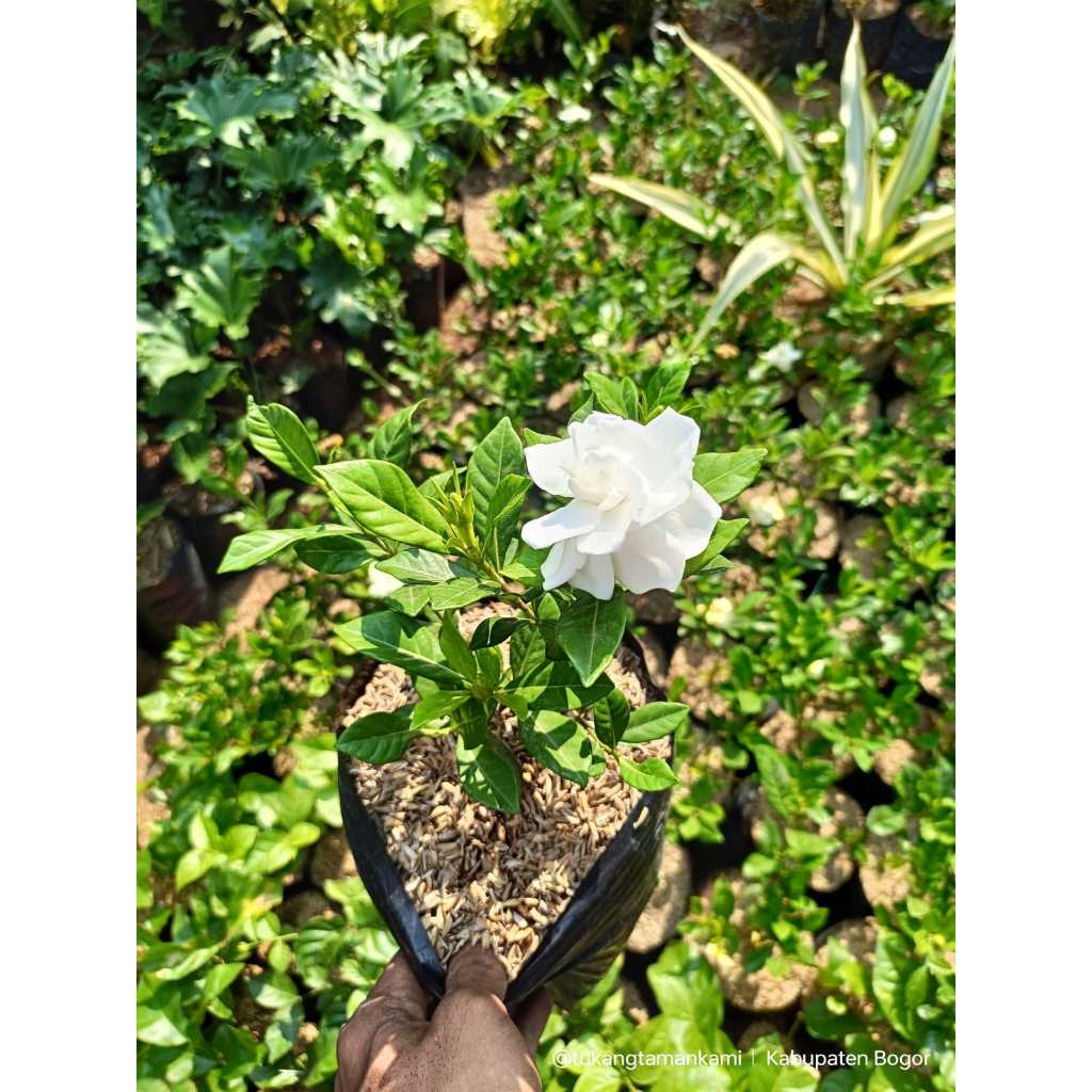 tanaman gardenia / tanaman kaca piring