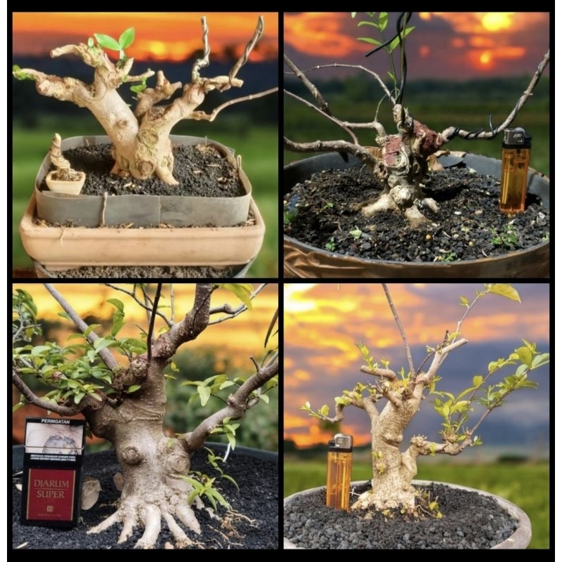 Bonsai Mini / Mame Prospek