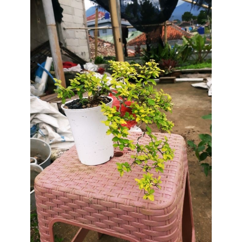 [ TERMURAH ] BONSAI LEGISTRUM GOLDEN GAYA CASECADE / GAYA AIR TERJUN dikirim dengan pot dan media