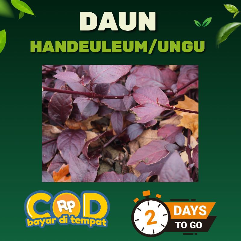 

Daun ungu segar/untuk ambemyen/handeuleum obat wasir 45 lembar