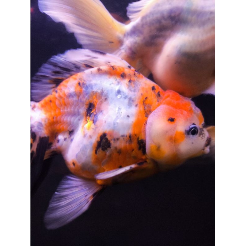 Ikan Koki Oranda Calico Jumbo