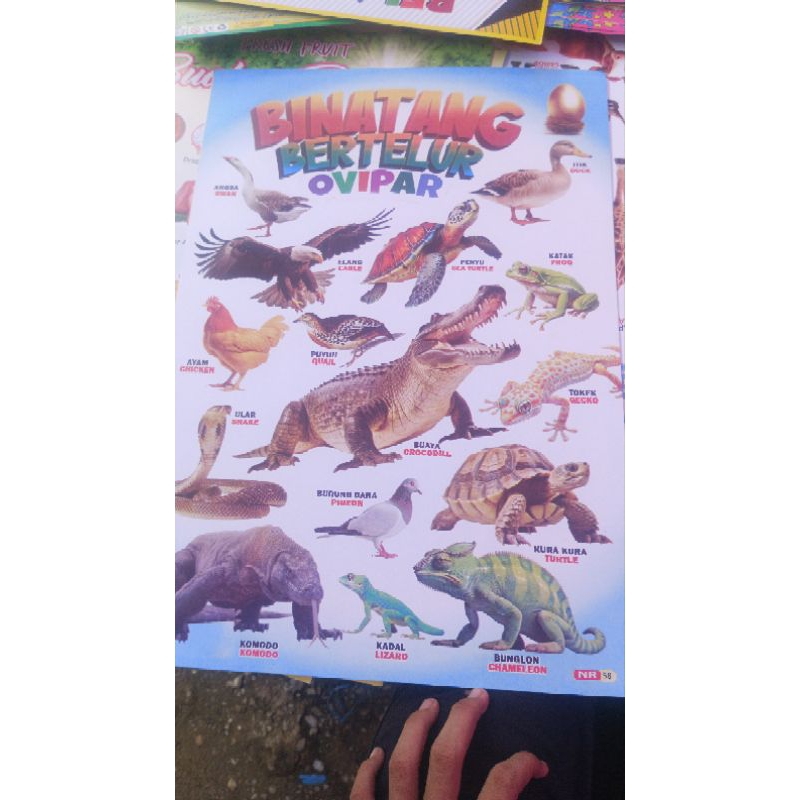 Poster gambar Hewan, buah-buahan, sayuran, serangga, burung, dinosaurus, dan transportasi