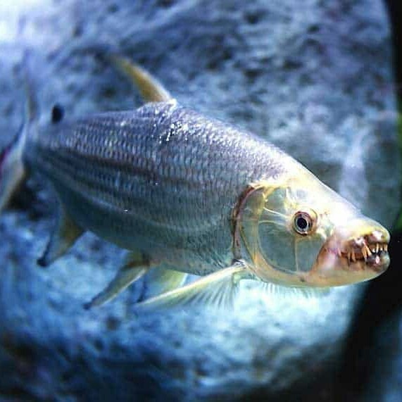 GOLIATH TIGER FISH - GATF +-30cm PIRATES (MATA CACAT)