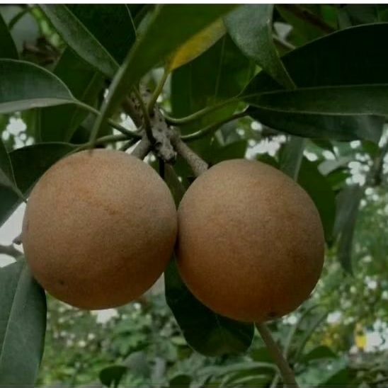 

5 BUAH SAWO MUDAH HERBAL OBAT DIABETES