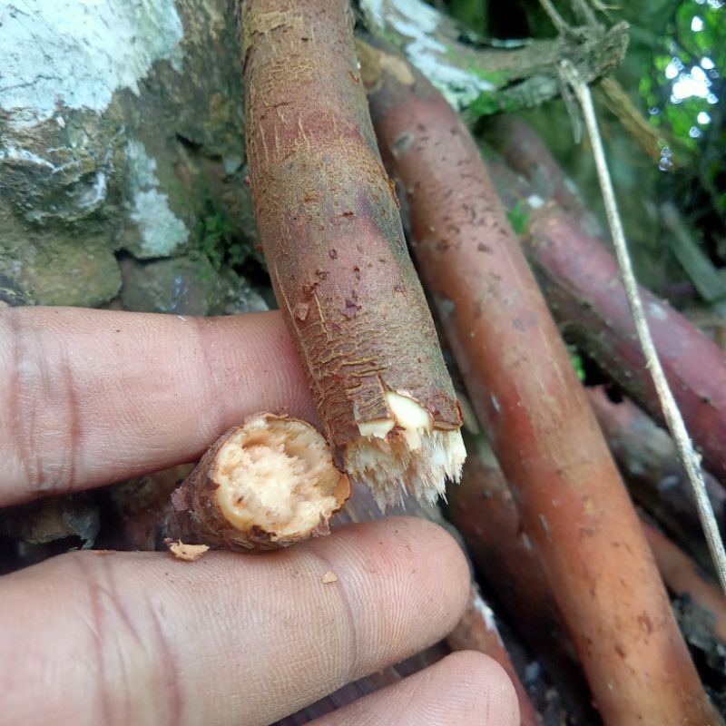 

Akar pinang perkasa Herbal Spesial ( 250 gram+Bonus Akar ilalang 20 gram )